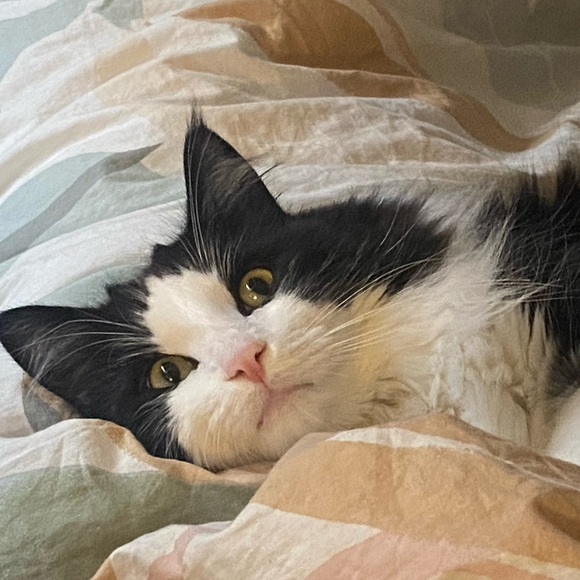 Meet your Posher, Rivelia - Picture 1 of 1